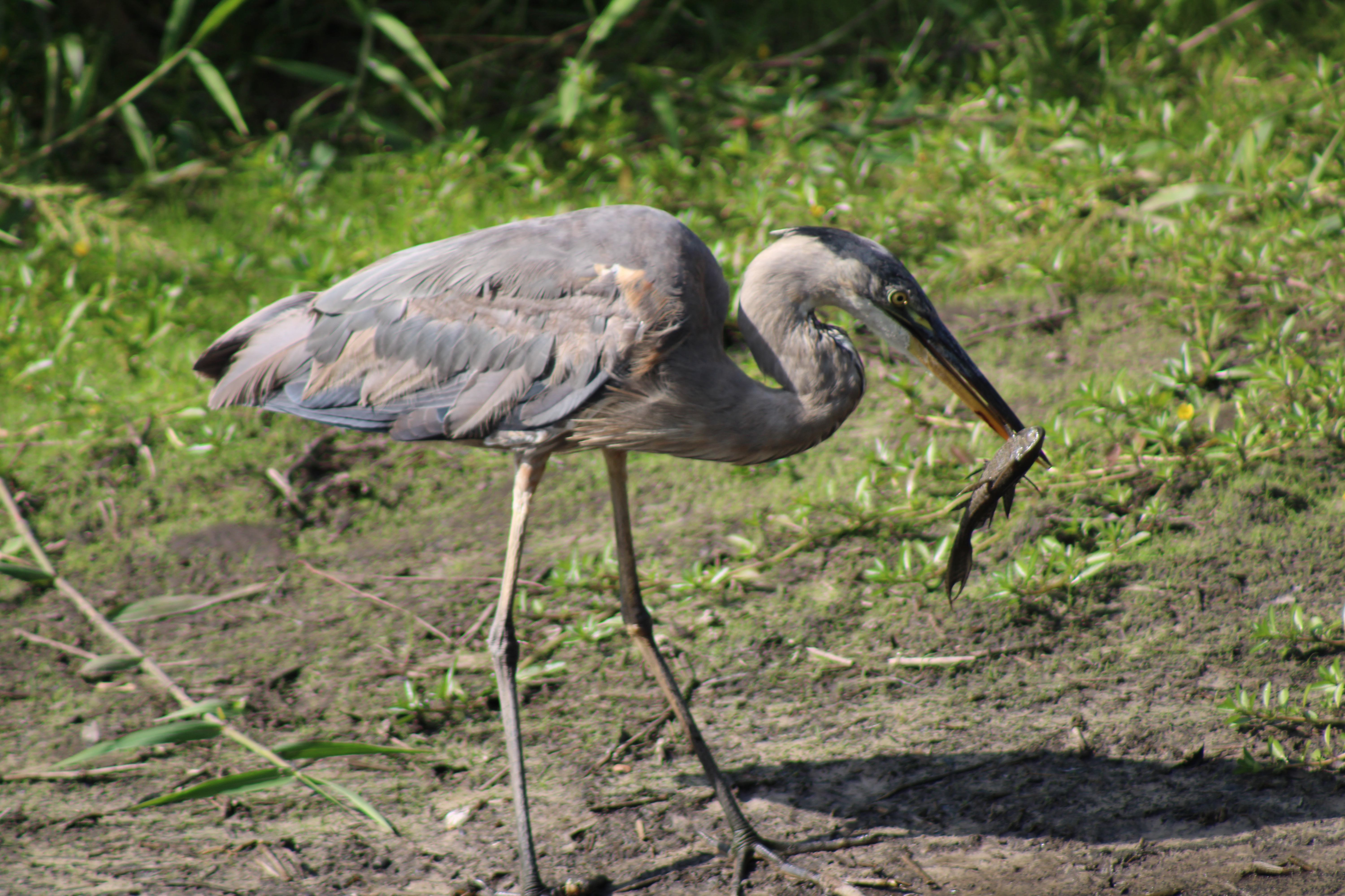 A long-necked bird with a fish in its beak